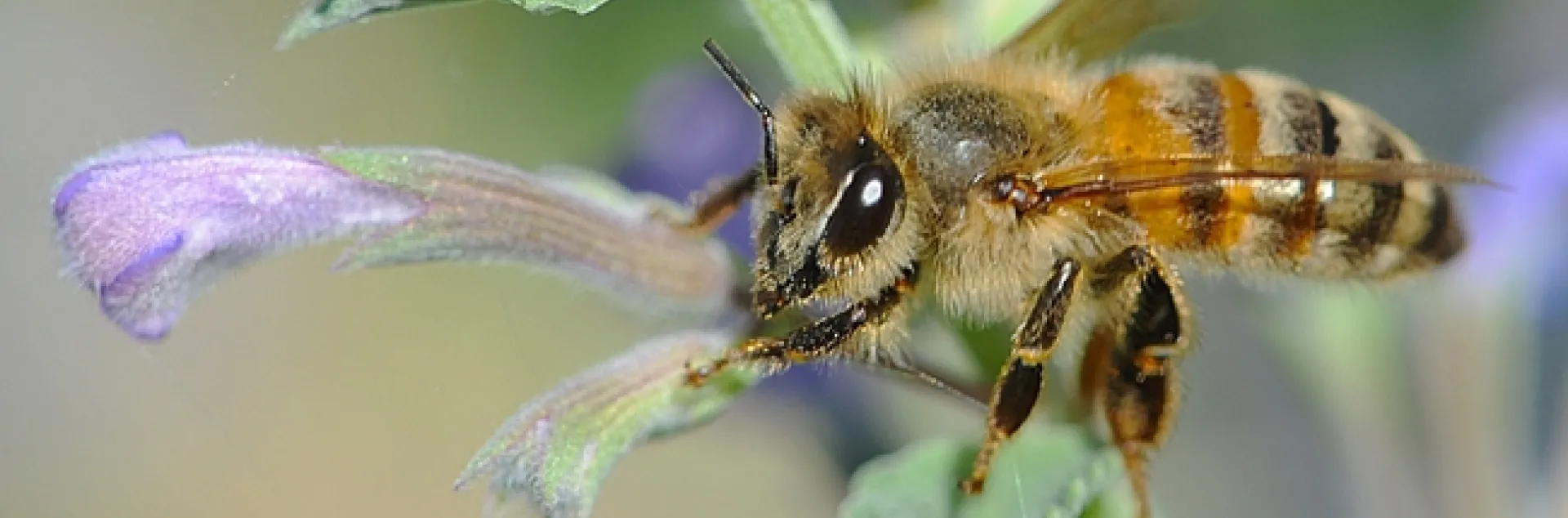 Honey bee working the catmint (Nepeta). (Photo by Kathy Keatley Garvey)