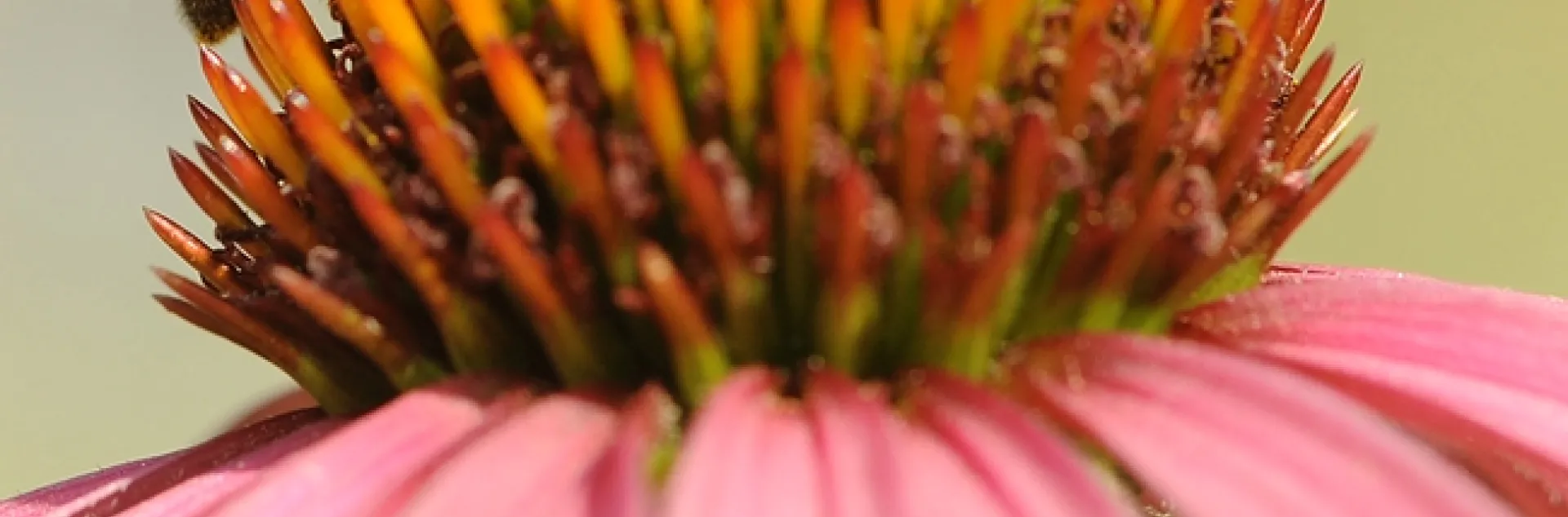 Honey bee on purple coneflower. (Photo by Kathy Keatley Garvey)