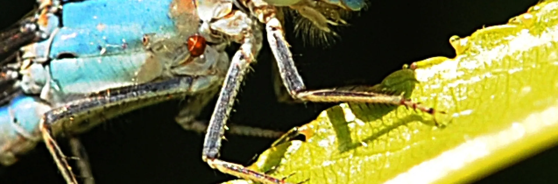 Blue damselfy resting on nectarine leaf. (Photo by Kathy Keatley Garvey)