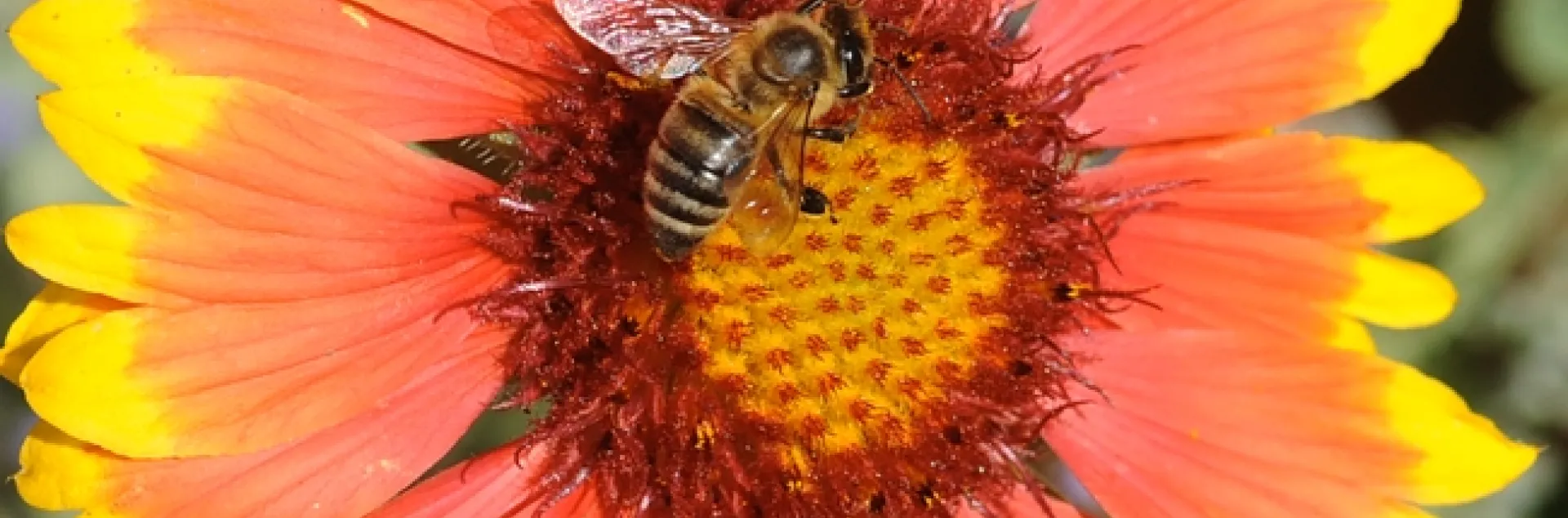 Honey bee on gallardia. (Photo by Kathy Keatley Garvey)
