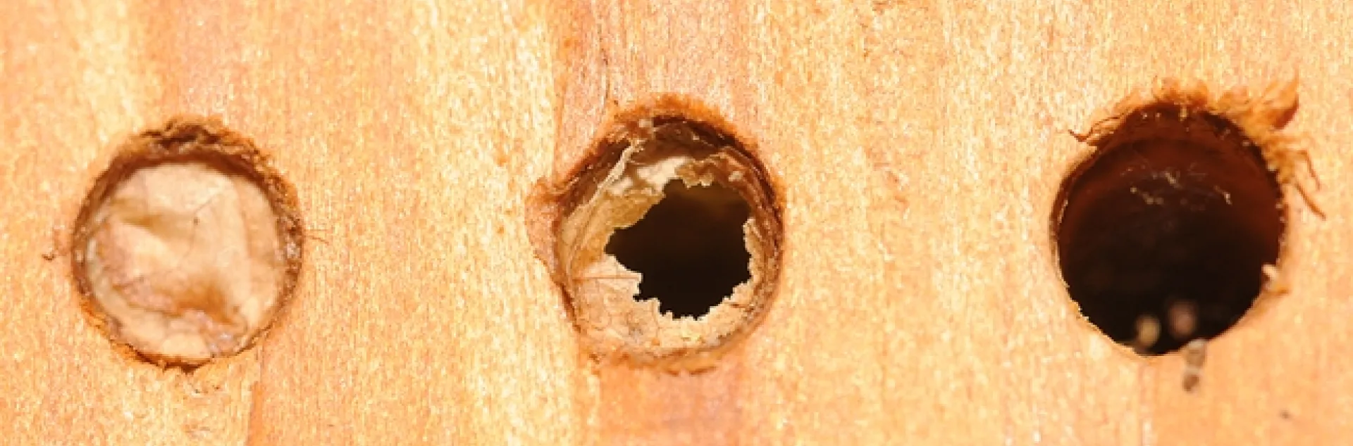 Hole in one--a hole signifying the emergence of a leafcutting bee (Megachile). (Photo by Kathy Keatley Garvey)