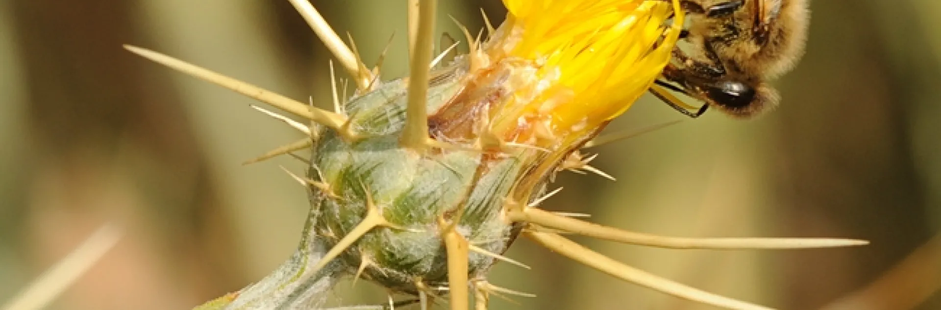Honey bee on a yellow starthistle flower on Bee Biology Road at UC Davis. (Photo by Kathy Keatley Garvey)