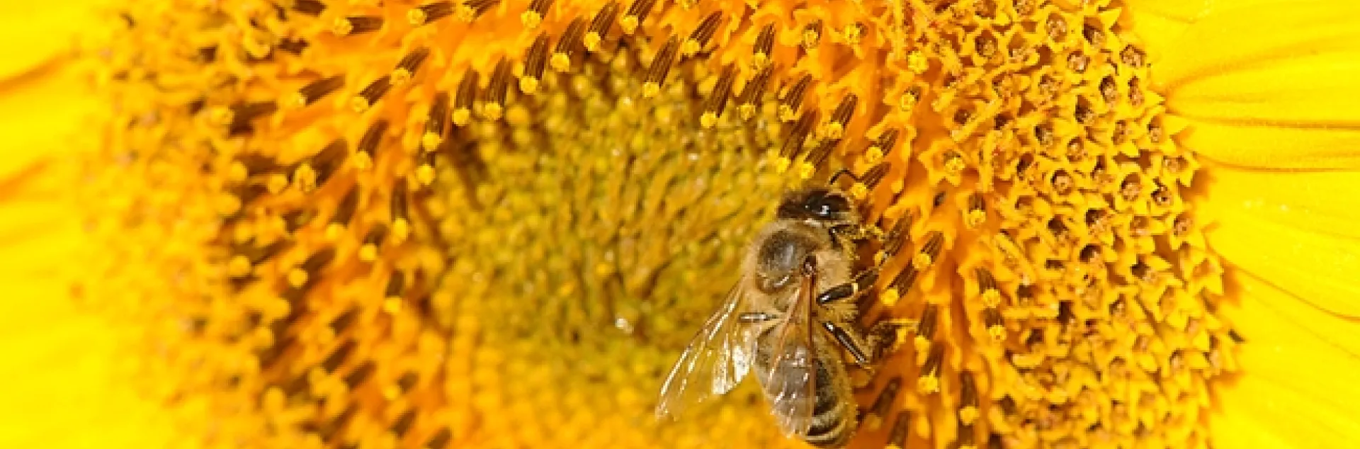 Honey bee foraging on sunflower in a field off Pedrick Road, Dixon. (Photo by Kathy Keatley Garvey)