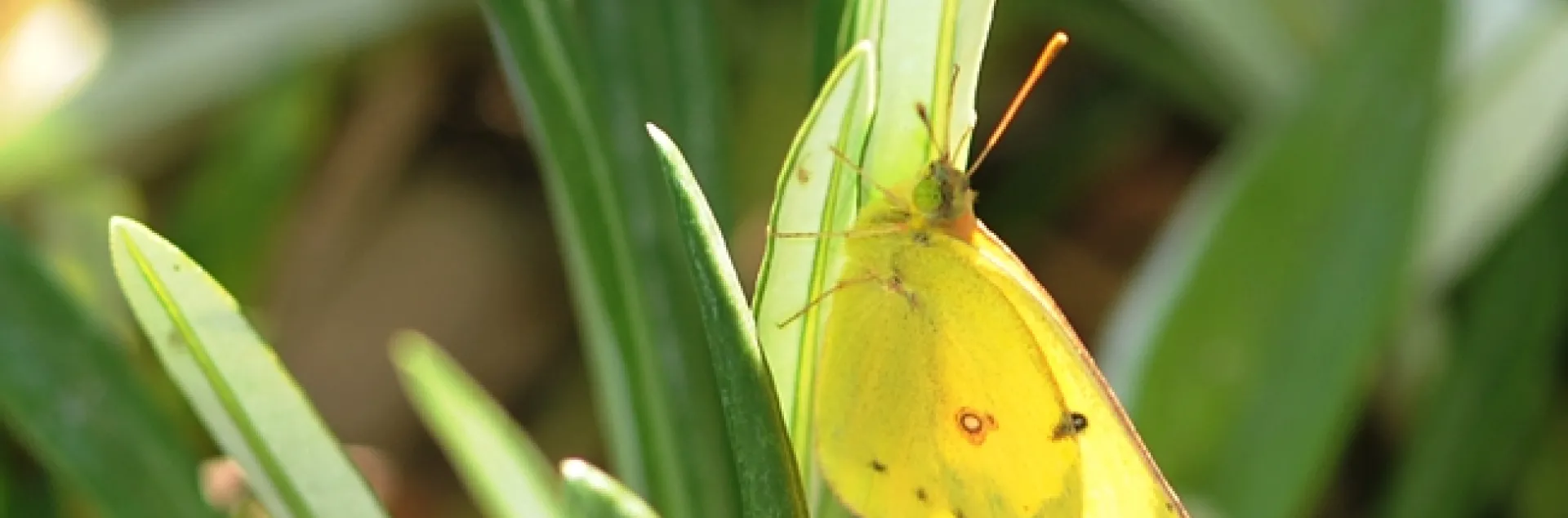 Yellow sulphur butterfly ready for take-off. (Photo by Kathy Keatley Garvey)