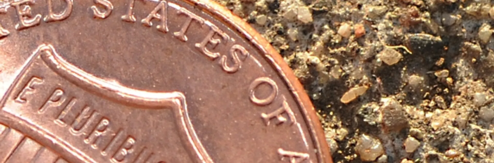 A springtail (look to the right of "of the") next to a penny. (Photo by Kathy Keatley Garvey)
