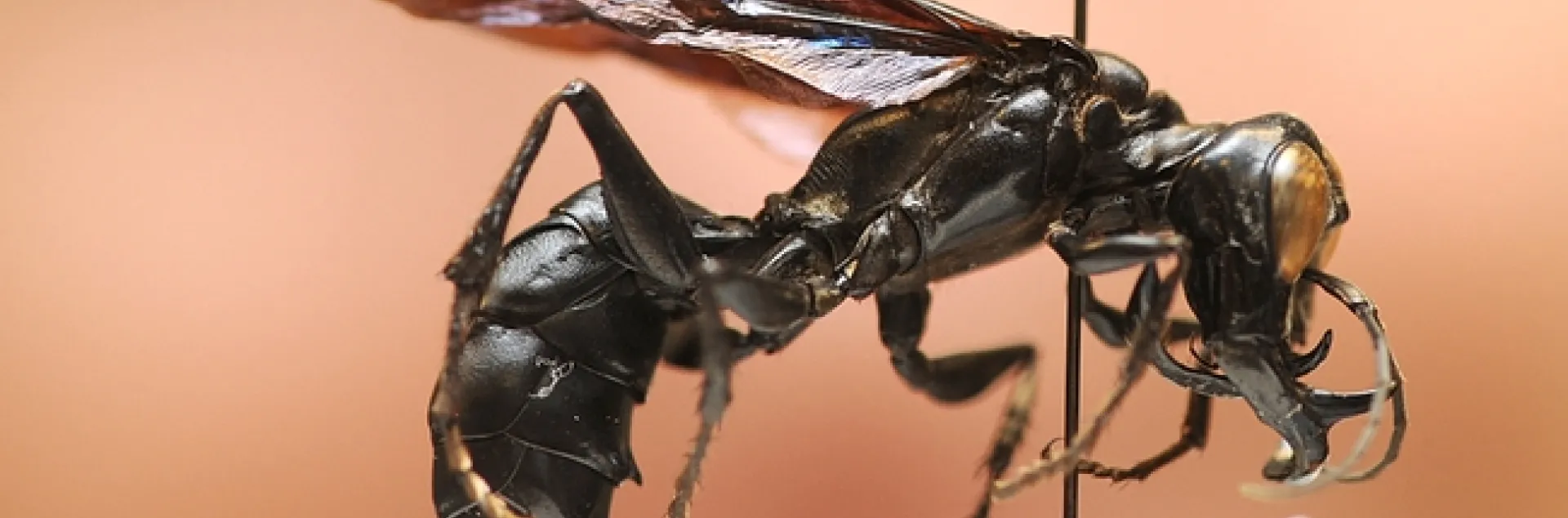 Close-up of a new wasp species discovered by UC Davis entomologist Lynn Kimsey. (Photo by Kathy Keatley Garvey)