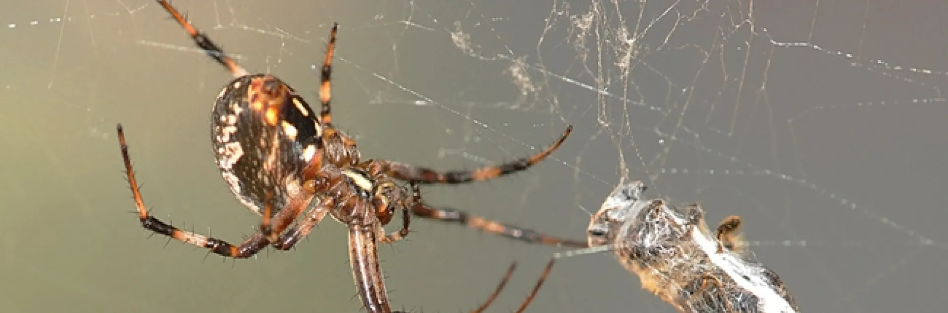 Spider crawls toward its prey, a honey bee. (Photo by Kathy Keatley Garvey)