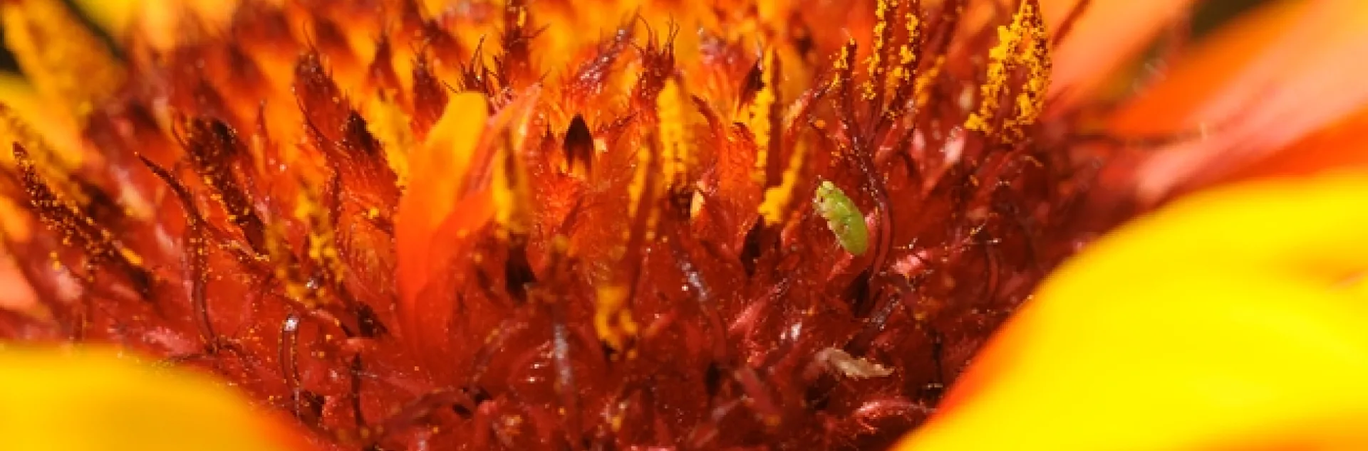 Green aphid on Gaillardia. (Photo by Kathy Keatley Garvey)