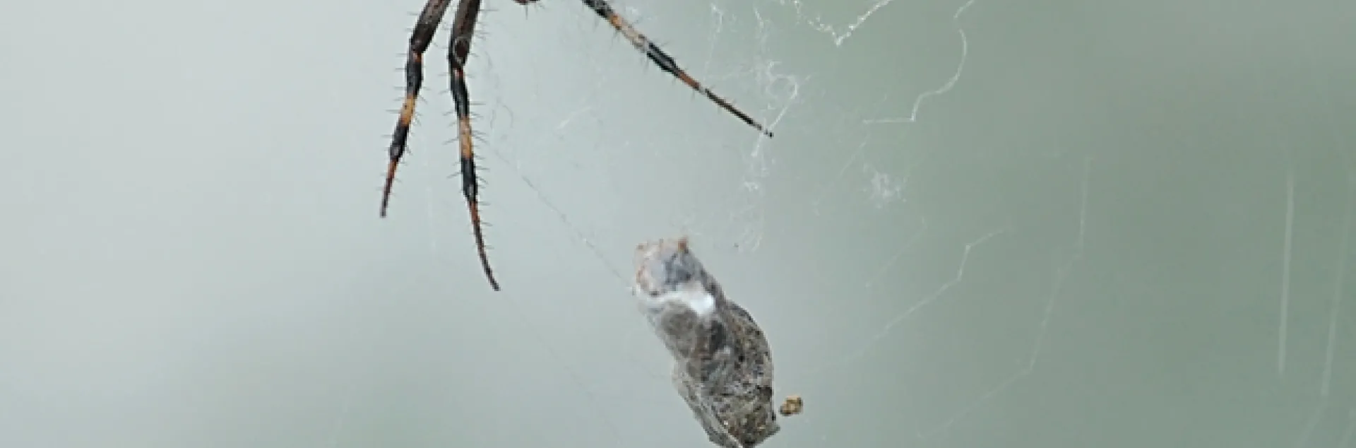 Mama spider snares two in one web. (Photo by Kathy Keatley Garvey)