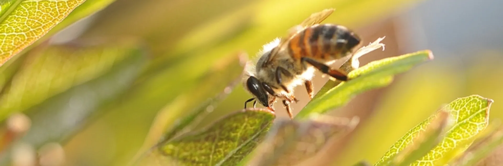 Backlit honey bee on a purple hopseed bush. (Photo by Kathy Keatley Garvey)