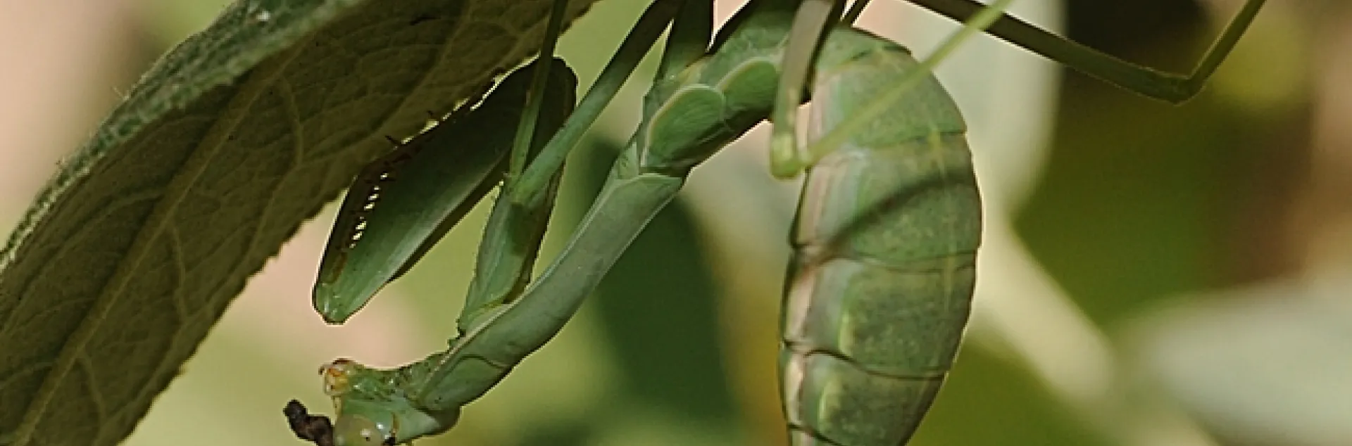 Praying mantis exploring its surroundings at the Harry H. Laidlaw Jr. Honey Bee Research Facility at UC Davis. (Photo by Kathy Keatley Garvey)