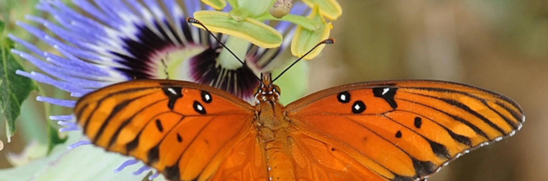 Gulf Fritillary butterfly on passion flower. (Photo by Kathy Keatley Garvey)