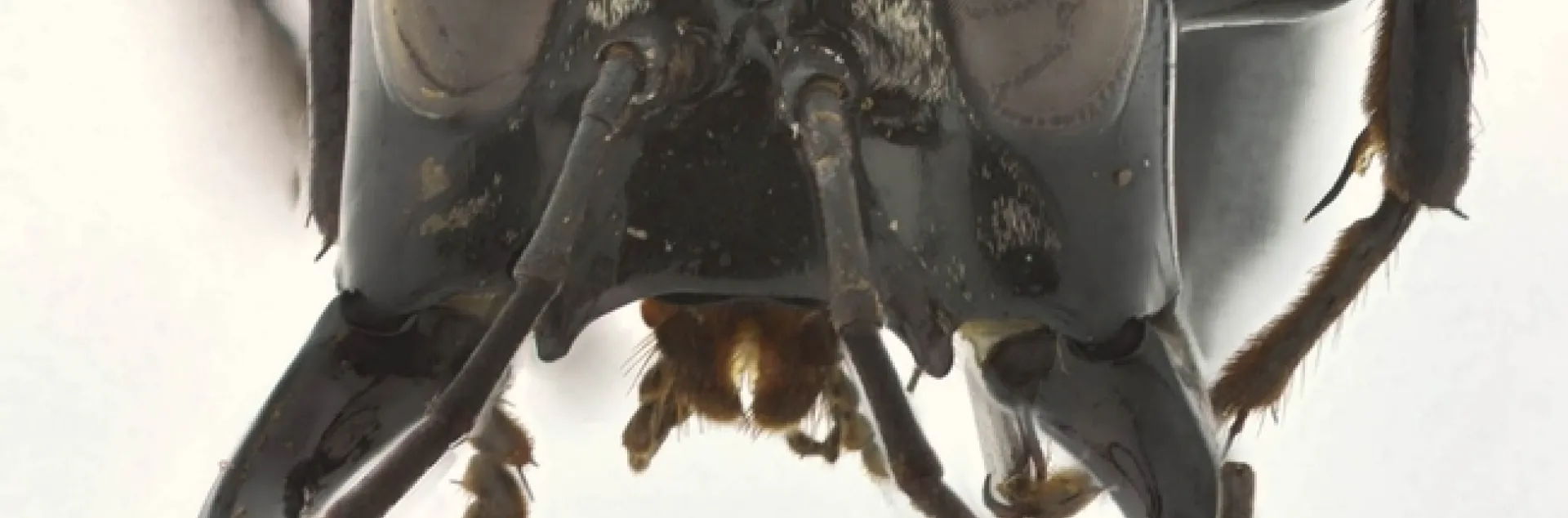 Large jaws of the male "warrior wasp" probably play a role in defense and reproduction, says Lynn Kimsey, director of the Bohart Museum of Entomology. (Photo by Andrew Richards)