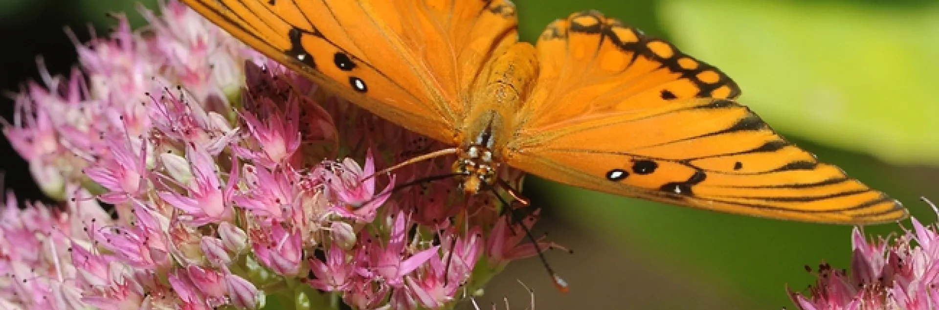 Close-up Gulf Fritillary on sedum. (Photo by Kathy Keatley Garvey)