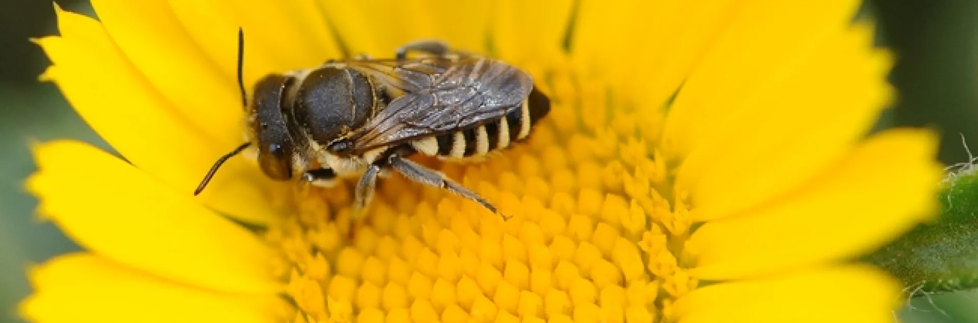 Leafcutter bee forages on a gold coin flower, unaware that a jumping spider lurks. (Photo by Kathy Keatley Garvey)