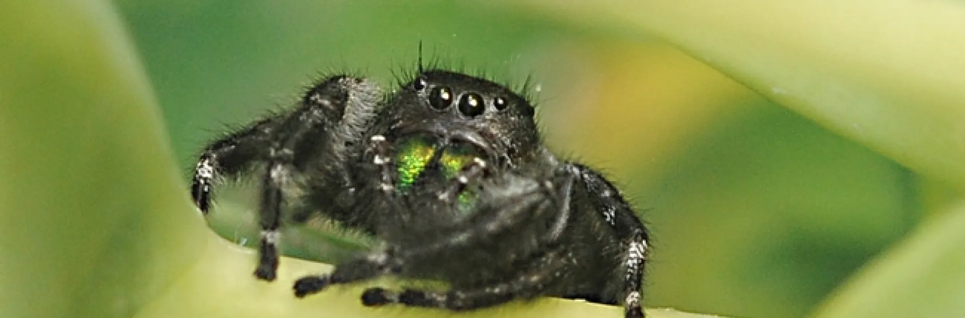 Metallic green chelicerae glowing on the daring jumping spider. (Photo by Kathy Keatley Garvey)