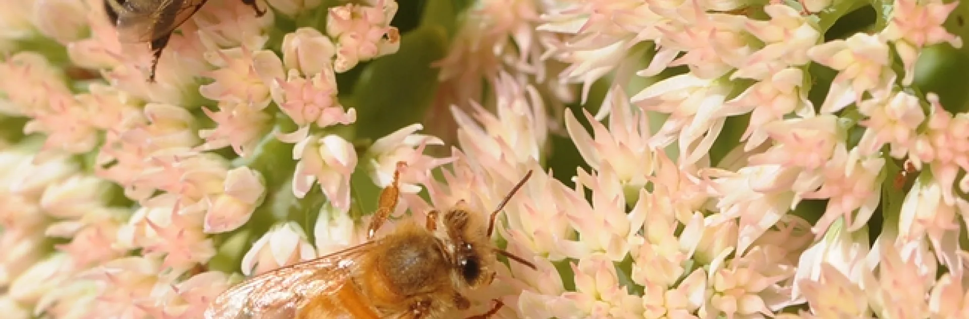 Darker bee and a light-colored bee foraging on sedum. (Photo by Kathy Keatley Garvey)