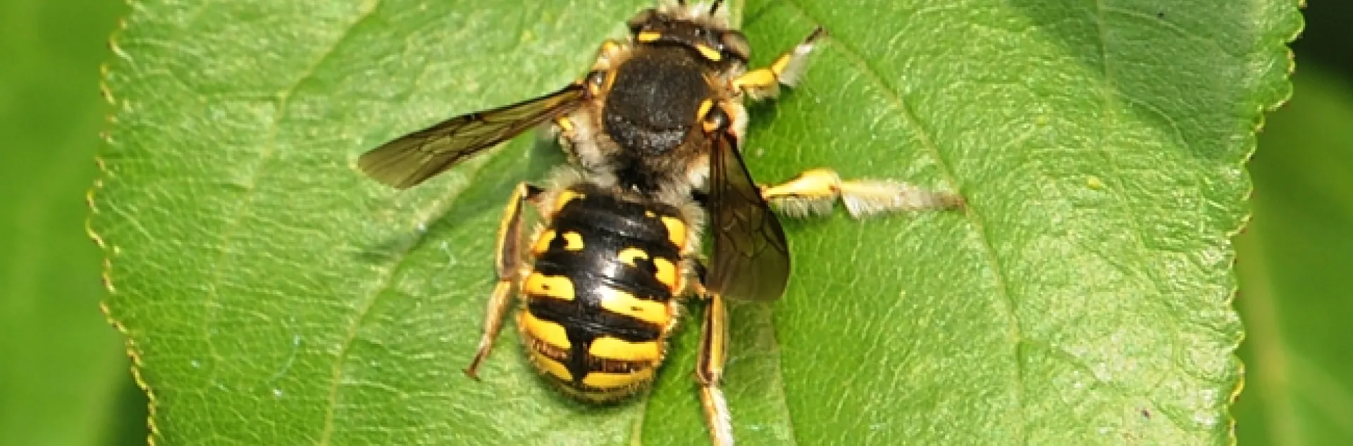 Wool carder bee sunning itself on a plum leaf. (Photo by Kathy Keatley Garvey)