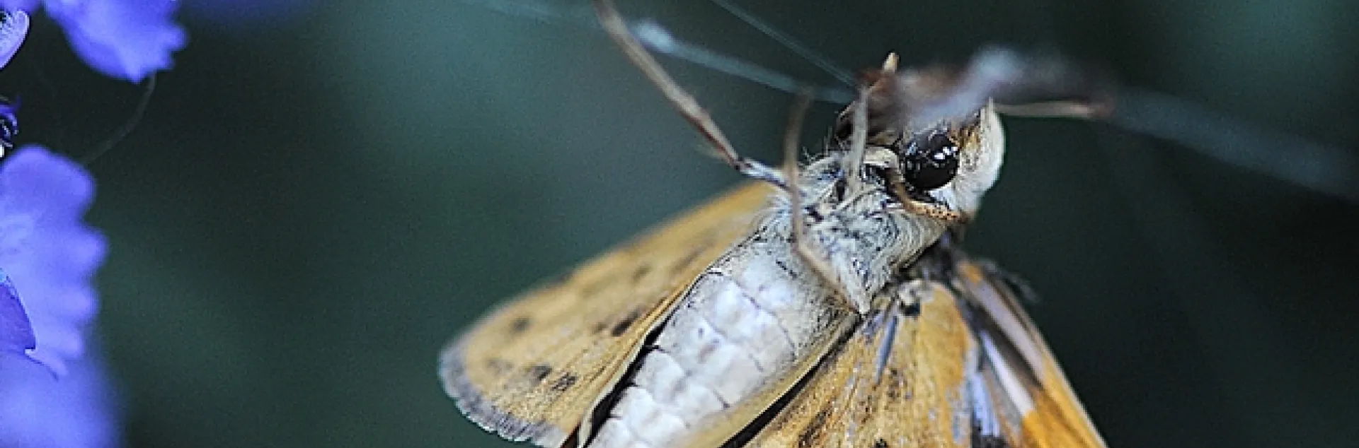 Fiery skipper struggles to free itself in a spider web. (Photo by Kathy Keatley Garvey)