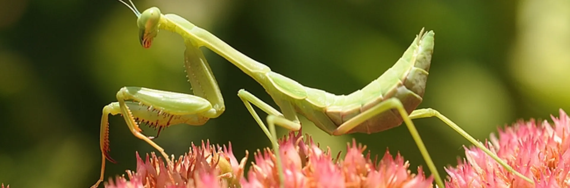 Portrait of a praying mantis. (Photo by Kathy Keatley Garvey)