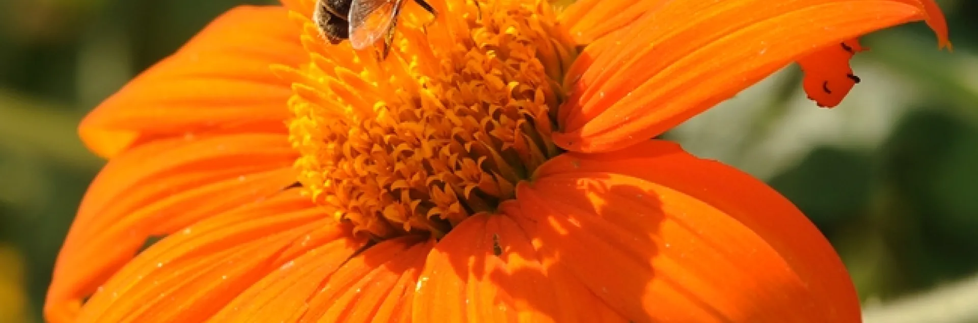 Drone fly visiting the Mexican sunflower. (Photo by Kathy Keatley Garvey)