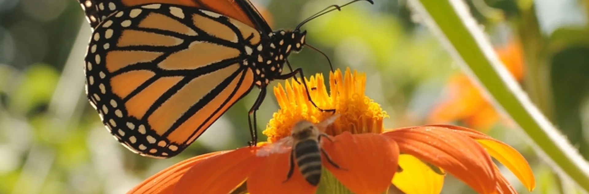 Monarch butterfly watches as a honey bee crawls up a Mexican sunflower. (Photo by Kathy Keatley Garvey)