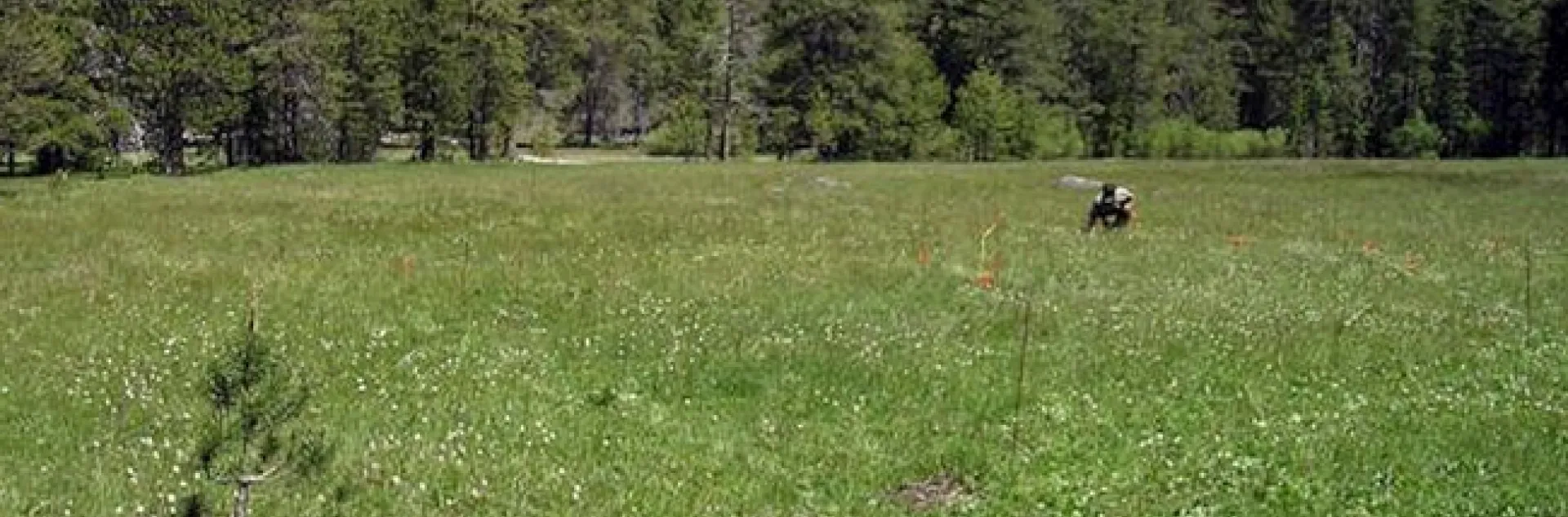 This is the research site at the Sagehen Creek Field Station managed by ecologists Louie Yang of UC Davis and Dan Gruner of the University of Maryland. (Photo Courtesy of Louie Yang)