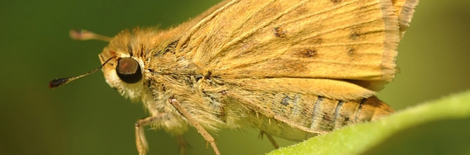 Close-up of Fiery Skipper (Hylephila phyleus). (Photo by Kathy Keatley Garvey)