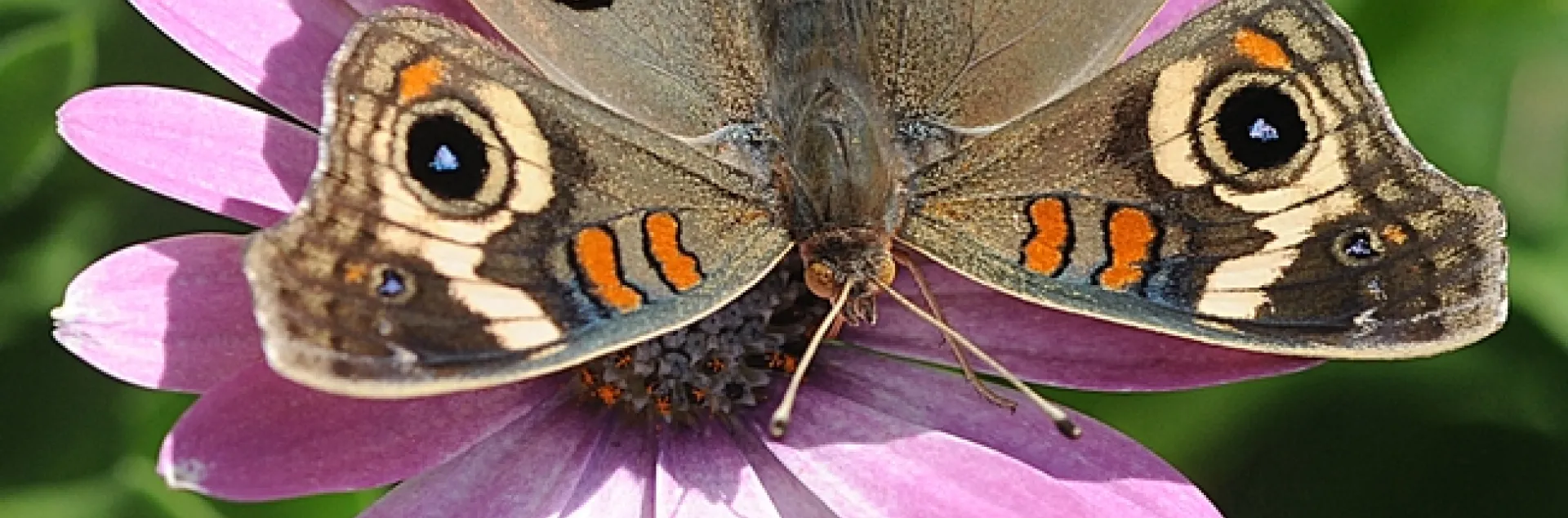 Buckeye spreads it wings on an African daisy. (Photo by Kathy Keatley Garvey)