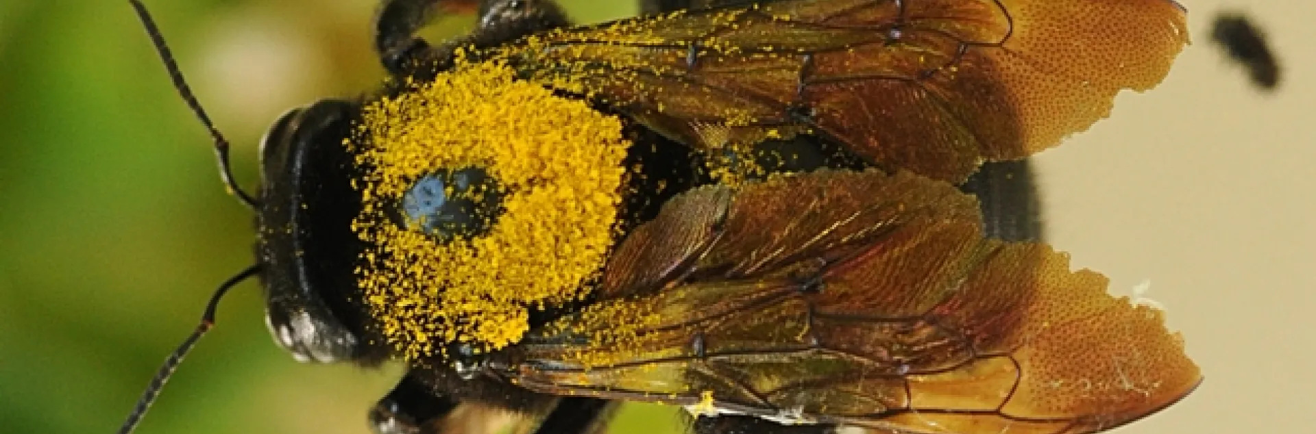 Female Valley carpenter bee, caught in flight, dusted with gold pollen. (Photo by Kathy Keatley Garvey)
