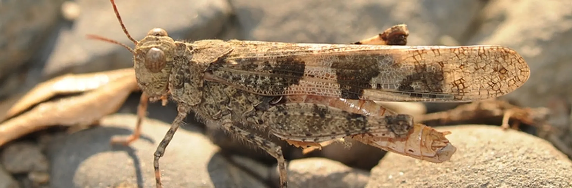This grasshopper, aka locust, is a banded-winged grasshopper, family Acrididae. (Photo by Kathy Keatley Garvey)