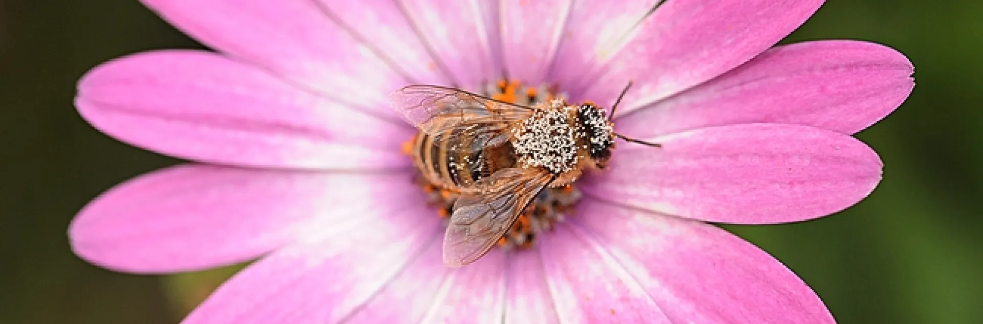 Pollen-laden honey bee foraging on a pink African daisy. (Photo by Kathy Keatley Garvey)
