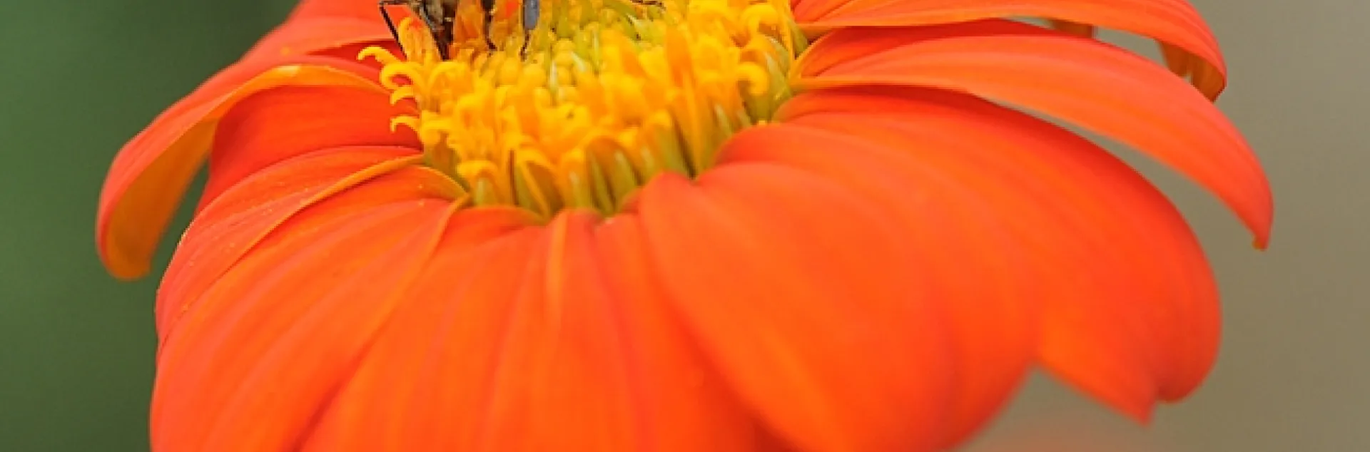Honey bee foraging on a Mexican sunflower. (Photo by Kathy Keatley Garvey)