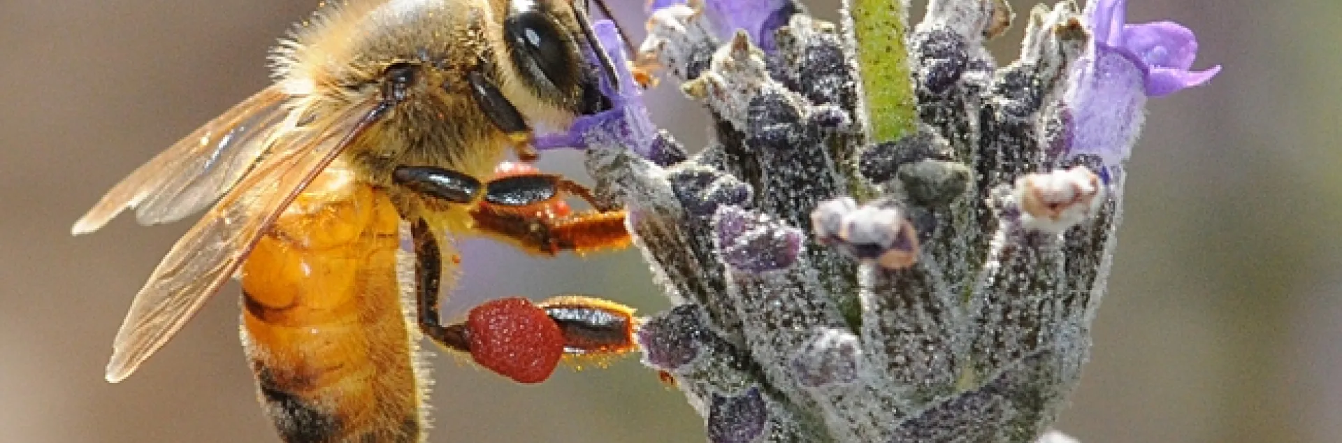 Honey bee, packing red pollen from a nearby rock purslane, nectaring lavender. (Photo by Kathy Keatley Garvey)