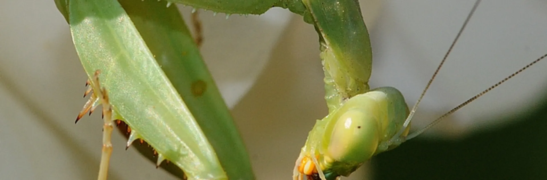 Praying mantis with remnants of a meal. (Photo by Kathy Keatley Garvey)