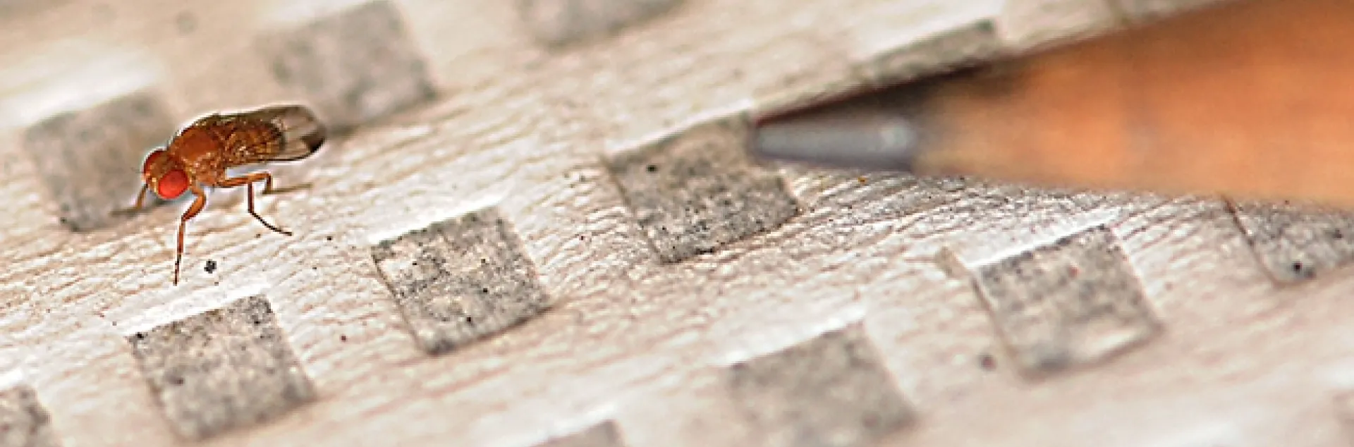 The tiny Spotted Wing Drosophila is the insect that Heather Wilson studies. (Photo by Kathy Keatley Garvey)