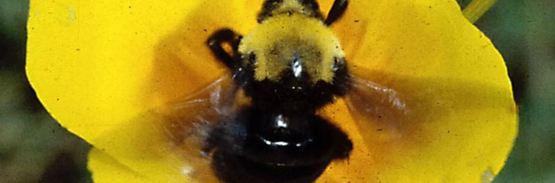 Franklin's bumble bee. (Photo by Robbin Thorp)