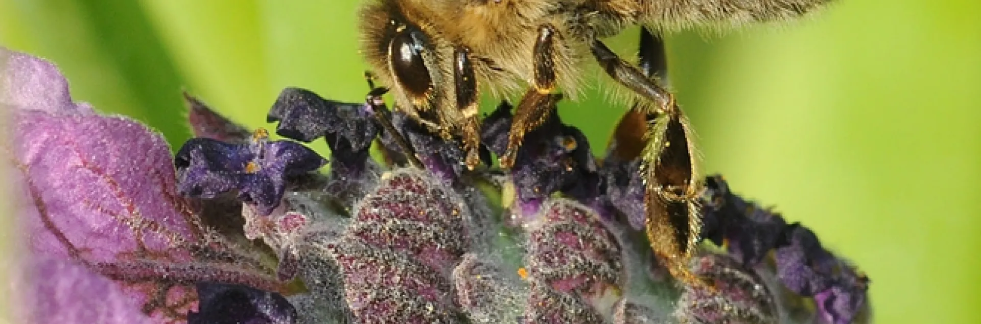 Honey bee nectaring lavender. (Photo by Kathy Keatley Garvey)