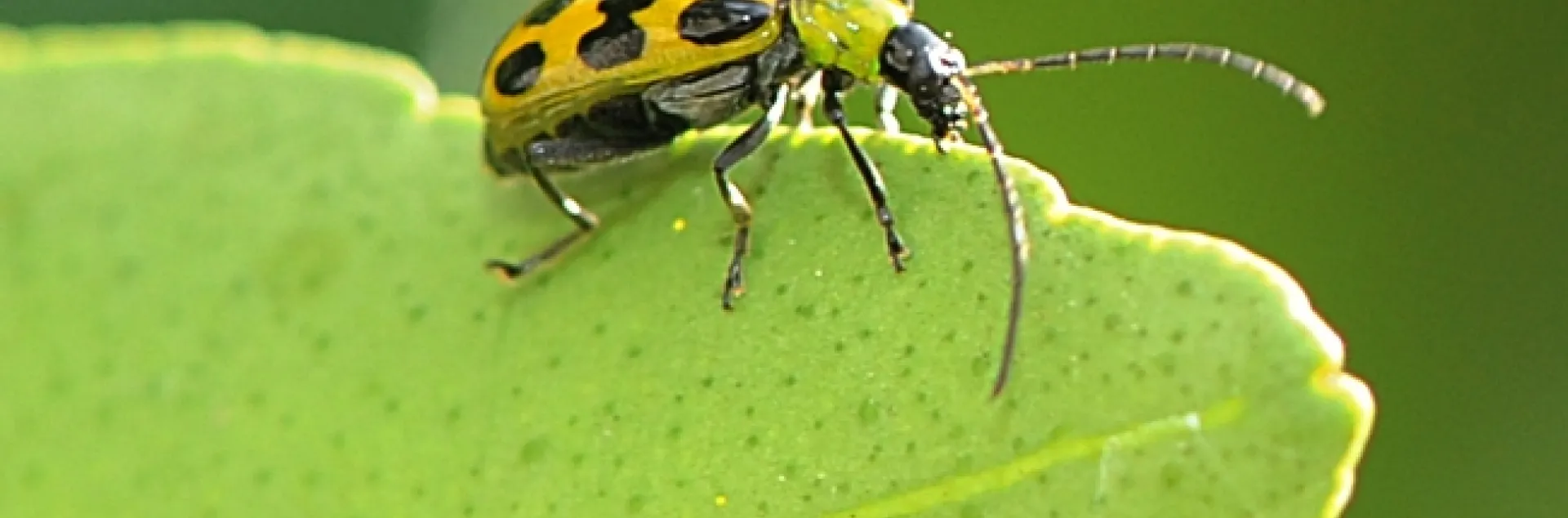 Spotted cucumber beetles crawls along a tangerine leaf. (Photo by Kathy Keatley Garvey)