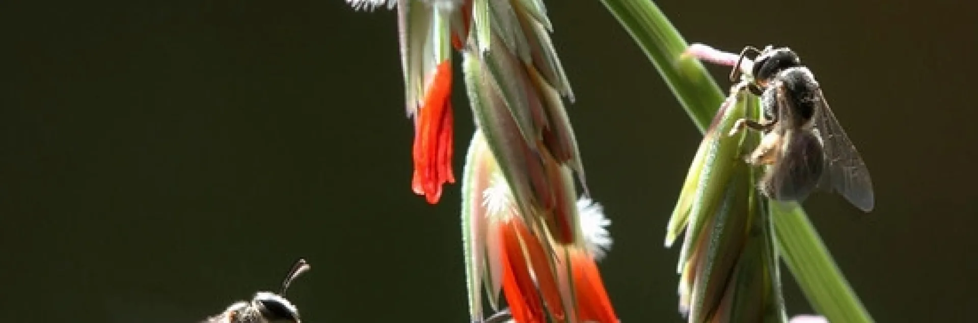 Noted insect photographer Alex Wild captured this spectacular image of sweat bees on sideoats grama. (Photo by Alex Wild and used with permission.)