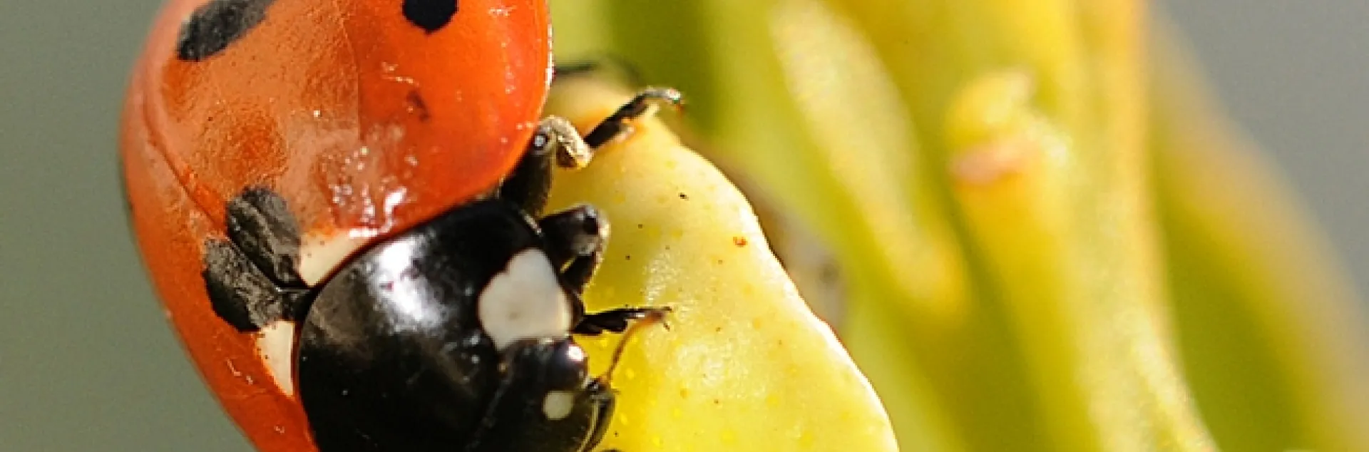 Ladybug, aka lady beetle, searching for aphids. (Photo by Kathy Keatley Garvey)