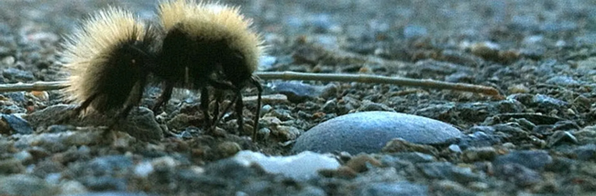 Equine Control Officer Laurie Christison of the Center for Equine Health captured this cell-phone image of a female velvet ant.