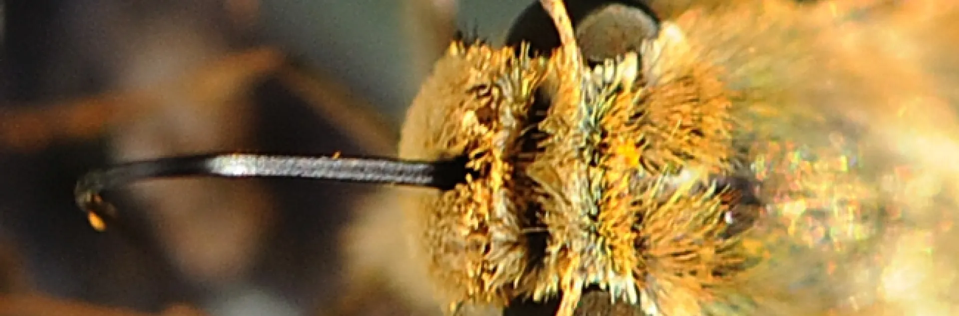Proboscis or tongue of a fiery skipper dipped in nectar. (Photo by Kathy Keatley Garvey)
