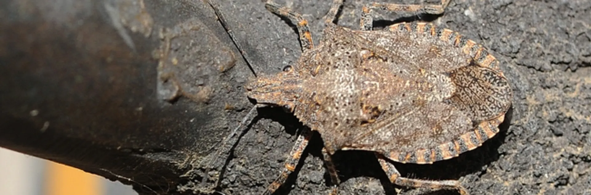 Consperse stink bug, Euschistus conspersus, crawls on the bee sculpture in the Haagen-Dazs Honey Bee Haven. (Photo by Kathy Keatley Garvey)