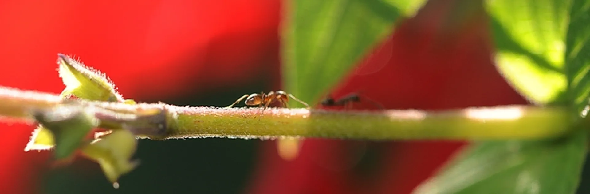 Ants crawl along a vine. (Photo by Kathy Keatley Garvey)