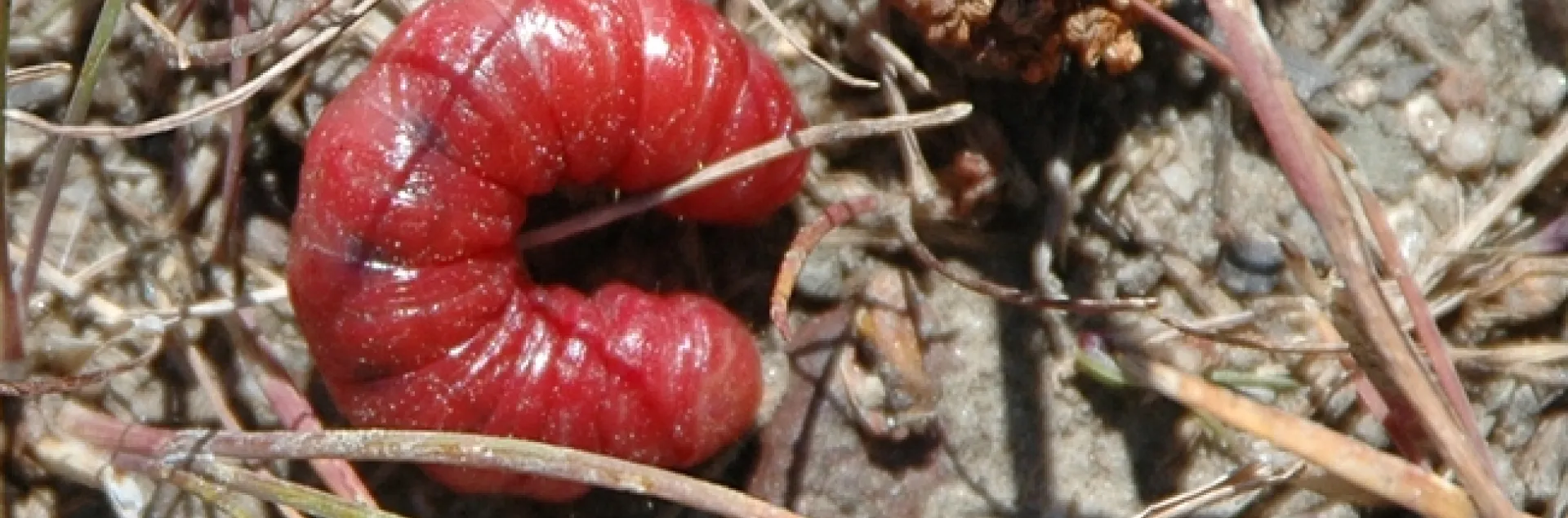 Larvae of an owlet moth turned bright red by the parasitic nematode Heterorhabditis bacteriophora. (Photo by Teresa Willis)