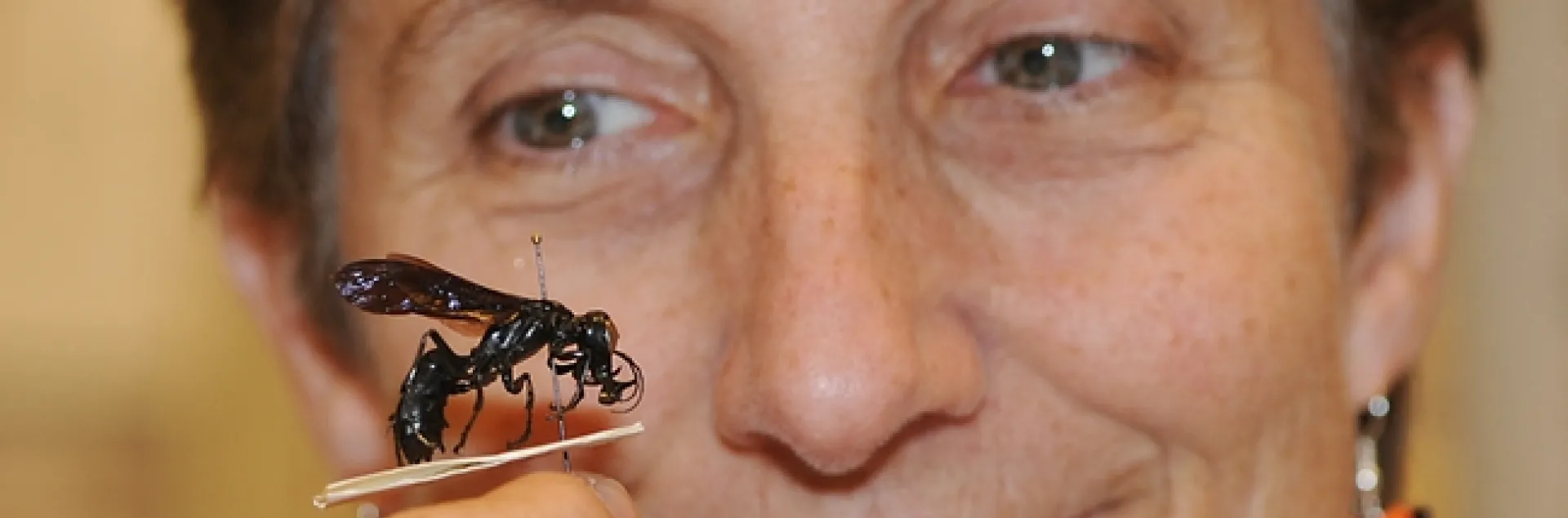 Lynn Kimsey with a gigantic "warrior wasp" she discovered on the island of Sulawesi, Indonesia. (Photo by Kathy Keatley Garvey)