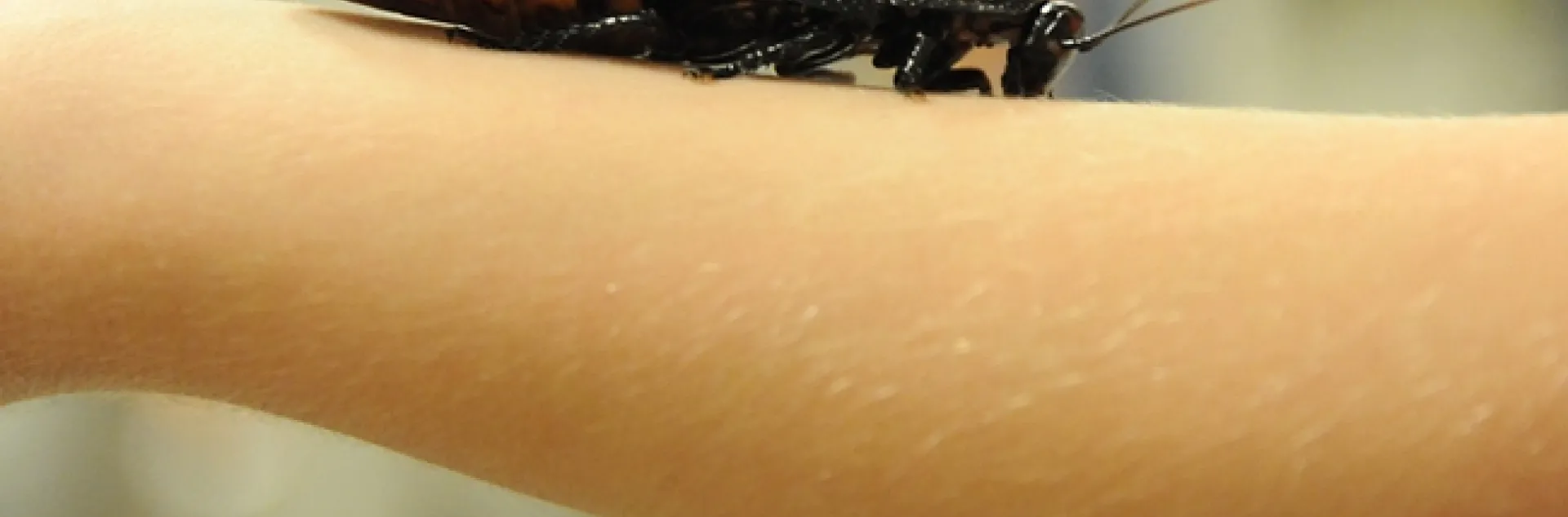 Madagascar hissing cockroach crawls up the arm of Mick Dunning, 6, of Davis. (Photo by Kathy Keatley Garvey)