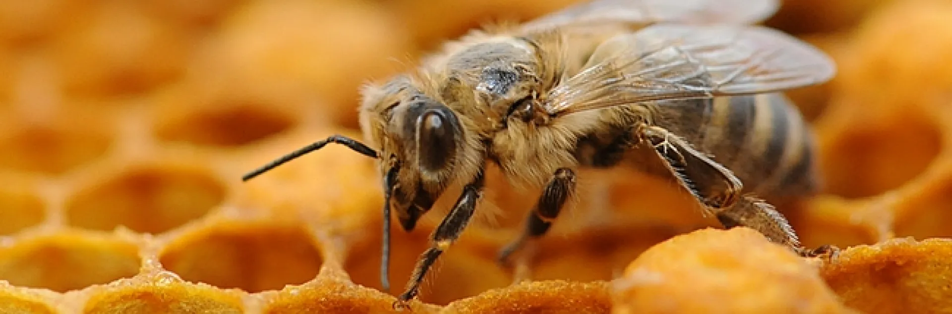 Newly emerged worker bee from the Harry H. Laidlaw Jr. Honey Bee Research Facility at UC Davis.