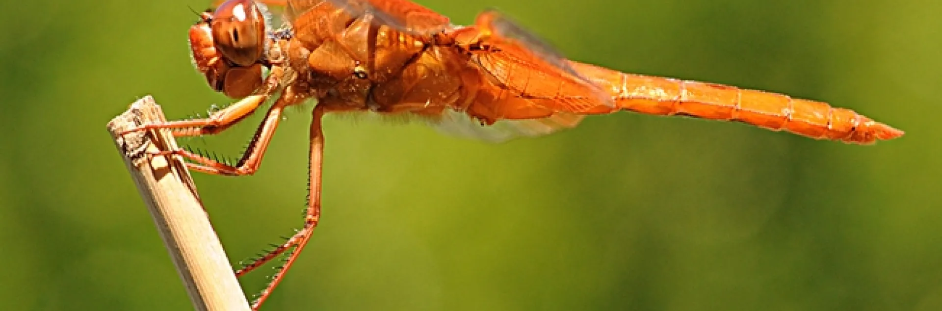 This flame skimmer was one of the entries accepted into the 2011 Insect Salon. (Photo by Kathy Keatley Garvey)